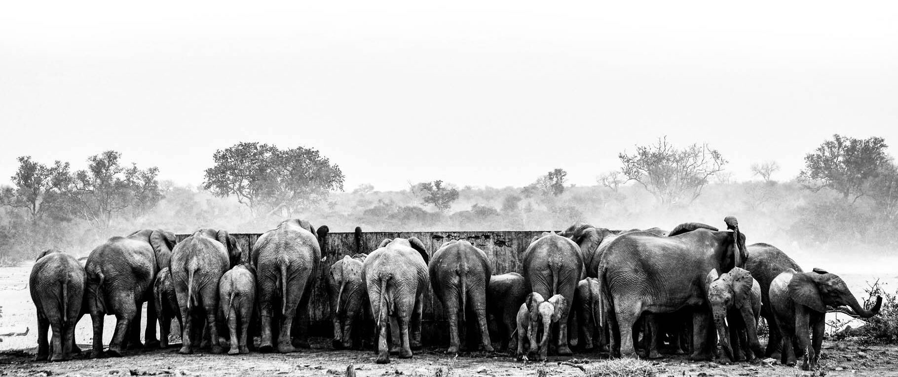 Elephants Kruger National Park