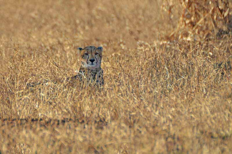 African Safari Cheetah