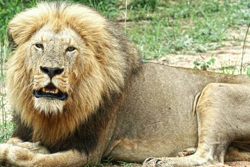 Kruger National Park Male Lion