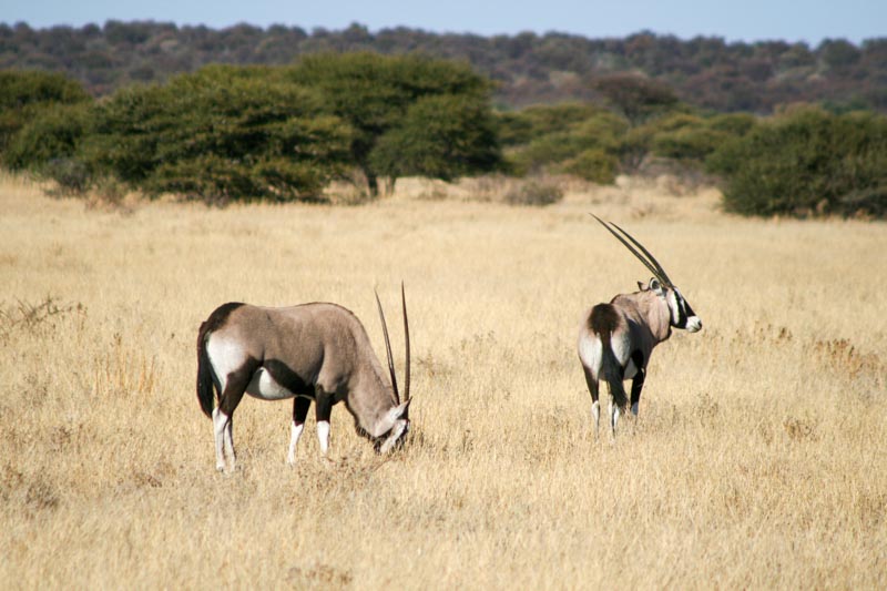 Central Kalahari Game Reserve