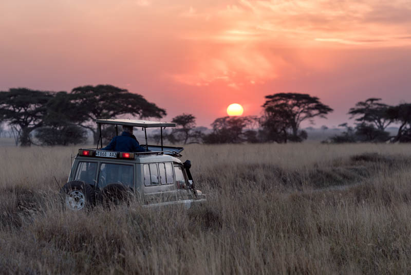 African Safari Sunset
