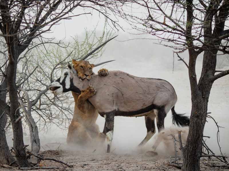 Kalahari Lion Kill
